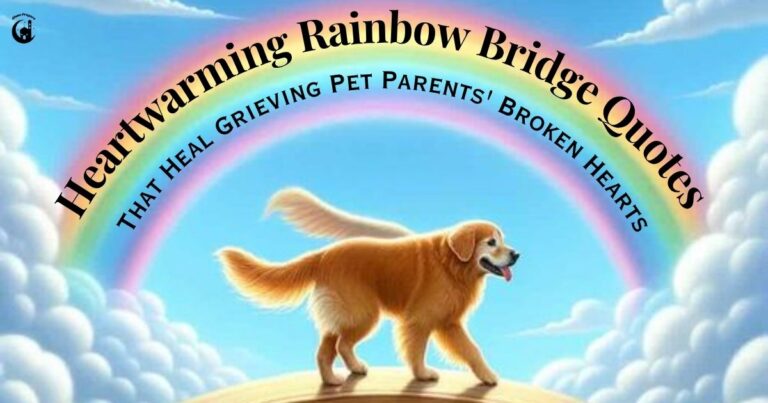 45 Heartwarming Rainbow Bridge Quotes That Heal Grieving Pet Parents' Broken Hearts