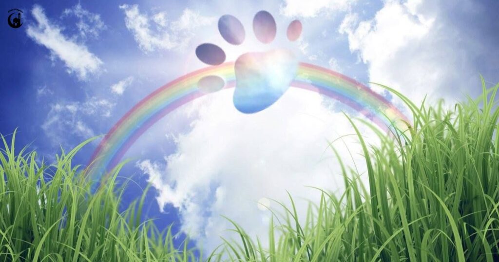 Supporting Others with Rainbow Bridge Comfort